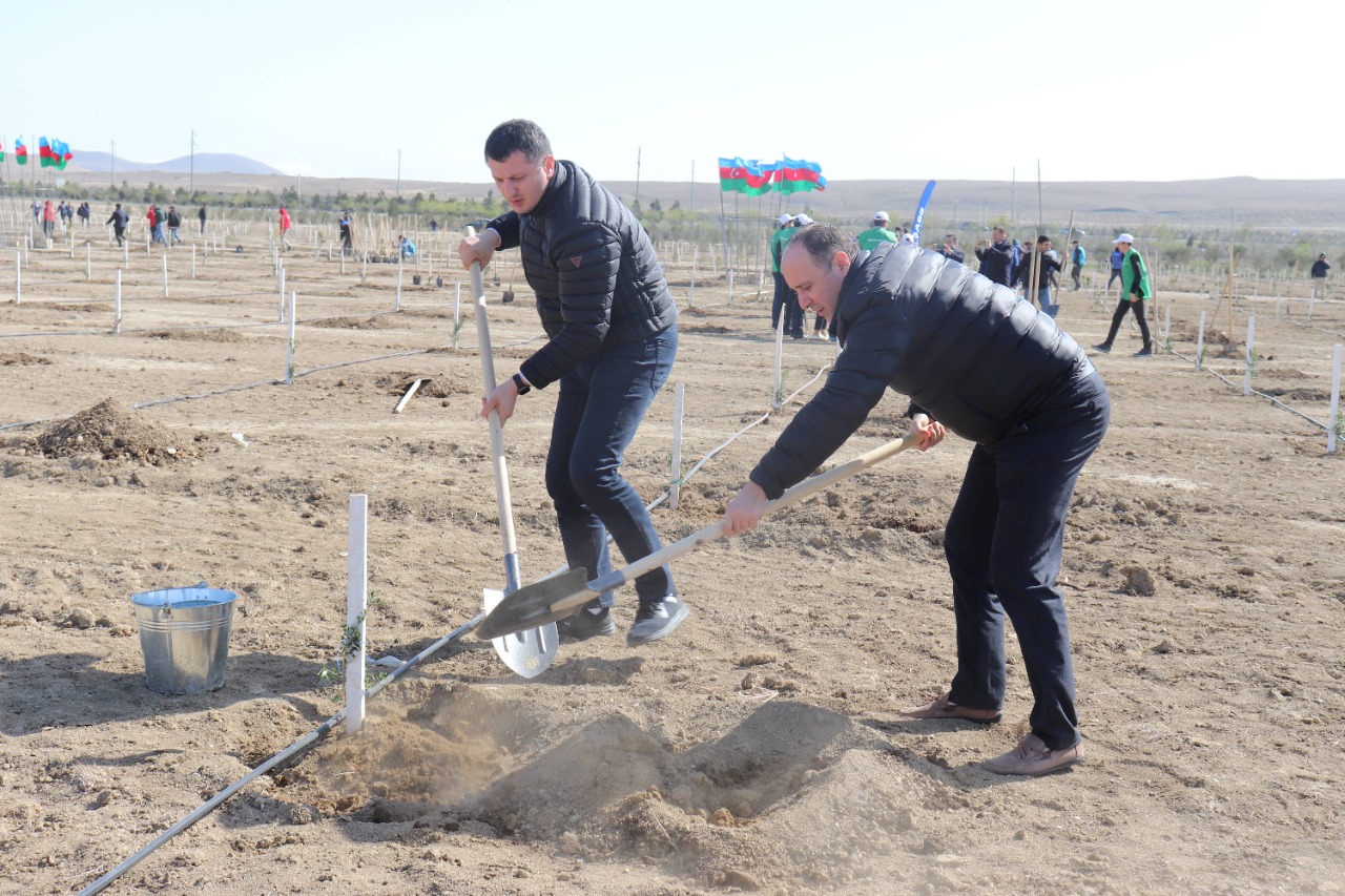 Azərbaycan Kredit Bürosunun kollektivi ağacəkmə aksiyasında  iştirak edib